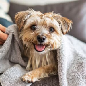 petzonee-7