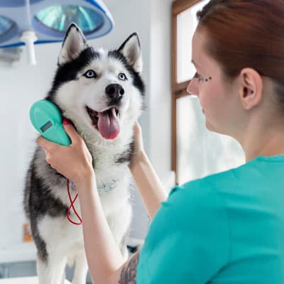 petzonee-4
