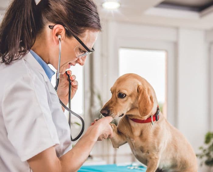 Vet examining dog