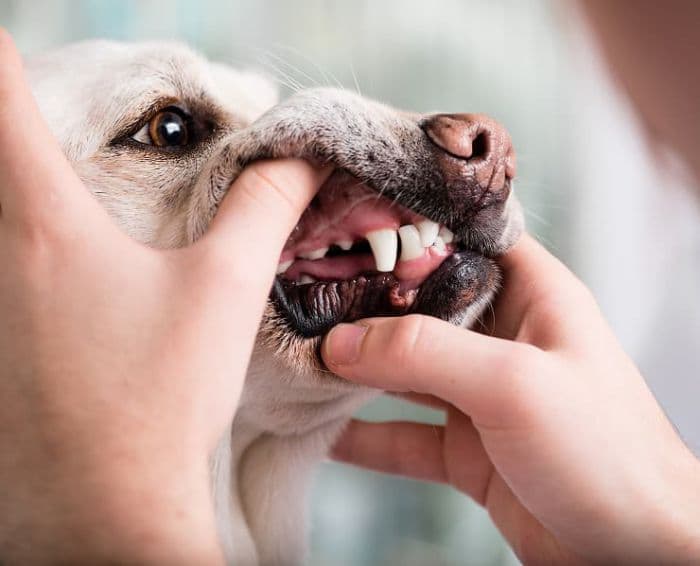 Dog dental care
