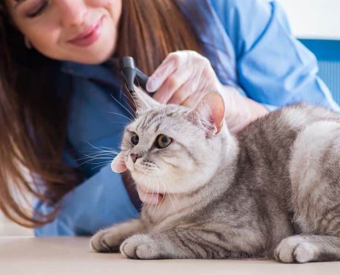 Cat Wellness background