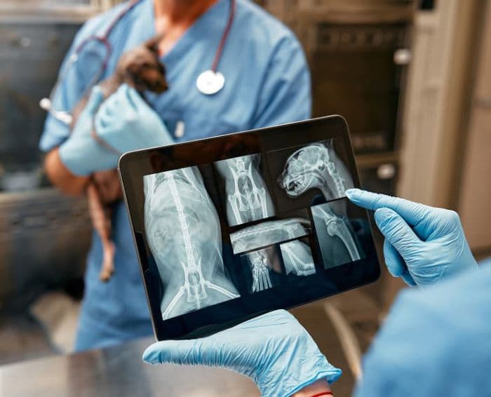 Vet Diagnostics background